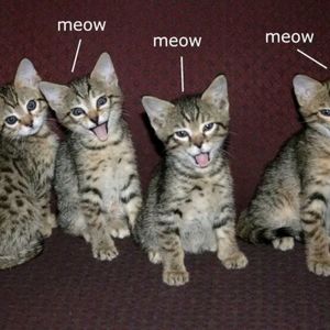 Meet your Posher, Jerry